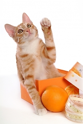 포토 JPG 스튜디오촬영 동물 척추동물 한마리 육지동물 오렌지 과일 포유류 귤 사람없음 반려동물 상자 고양이 반려 아메리칸숏헤어 반려묘 제철과일 국내포토 1 실내 제철 파일형식