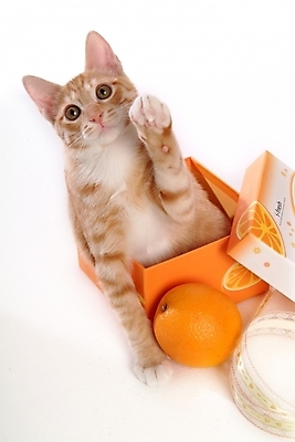 포토 JPG 스튜디오촬영 동물 척추동물 한마리 육지동물 오렌지 과일 포유류 귤 사람없음 반려동물 상자 고양이 반려 아메리칸숏헤어 반려묘 제철과일 국내포토 1 실내 제철 파일형식
