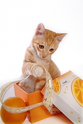 포토 JPG 스튜디오촬영 동물 척추동물 한마리 육지동물 오렌지 과일 포유류 귤 사람없음 반려동물 상자 고양이 반려 아메리칸숏헤어 반려묘 제철과일 국내포토 1 실내 제철 파일형식