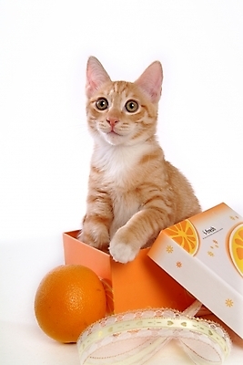 포토 JPG 스튜디오촬영 동물 척추동물 한마리 육지동물 오렌지 과일 포유류 귤 사람없음 반려동물 상자 고양이 반려 아메리칸숏헤어 반려묘 제철과일 국내포토 1 실내 제철 파일형식