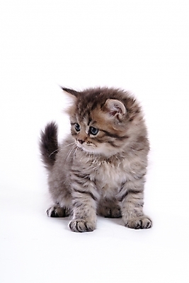 포토 JPG 스튜디오촬영 동물 척추동물 한마리 육지동물 포유류 사람없음 반려동물 고양이 반려 반려묘 국내포토 1 실내 파일형식