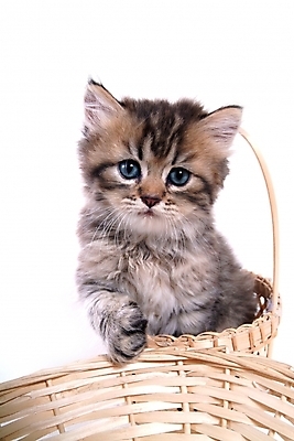 포토 JPG 스튜디오촬영 동물 척추동물 한마리 육지동물 포유류 사람없음 반려동물 바구니 고양이 반려 반려묘 국내포토 1 실내 파일형식