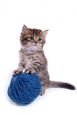 포토 JPG 스튜디오촬영 동물 척추동물 한마리 육지동물 포유류 사람없음 반려동물 고양이 털실 실타래 실뭉치 반려 반려묘 국내포토 1 실내 실 파일형식