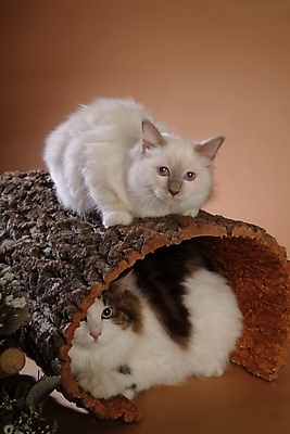 포토 JPG 스튜디오촬영 나무 동물 척추동물 육지동물 두마리 포유류 사람없음 반려동물 고양이 반려 버만 반려묘 국내포토 식물 2 실내 파일형식