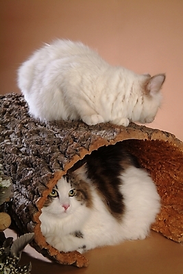 포토 JPG 스튜디오촬영 나무 동물 척추동물 육지동물 두마리 포유류 사람없음 반려동물 고양이 반려 버만 반려묘 국내포토 식물 2 실내 파일형식