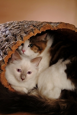 포토 JPG 스튜디오촬영 나무 동물 척추동물 육지동물 두마리 포유류 사람없음 반려동물 고양이 반려 버만 반려묘 국내포토 식물 2 실내 파일형식