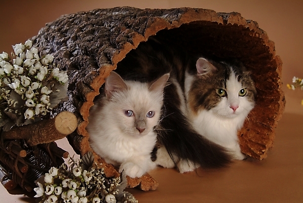 포토 JPG 스튜디오촬영 나무 식물 동물 척추동물 육지동물 꽃 두마리 포유류 사람없음 반려동물 고양이 반려 버만 반려묘 국내포토 2 실내 파일형식