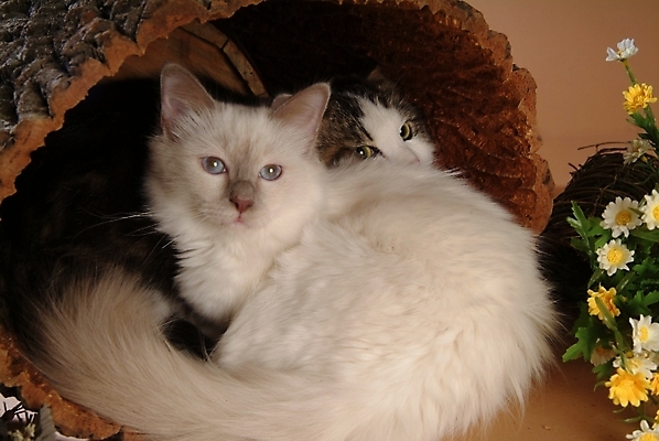 포토 JPG 스튜디오촬영 나무 식물 동물 척추동물 육지동물 꽃 두마리 포유류 사람없음 반려동물 고양이 반려 버만 반려묘 국내포토 2 실내 파일형식