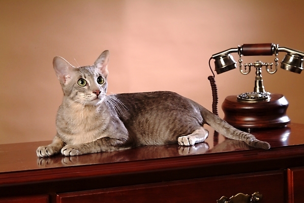 포토 JPG 동물 척추동물 한마리 육지동물 가구 포유류 실내 사람없음 반려동물 고양이 전화기 오브젝트 서랍장 통화 동물라이프 반려 반려묘 아비시니안 국내포토 1 라이프스타일 생활용품 모션 내부 파일형식