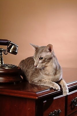 포토 JPG 동물 척추동물 한마리 육지동물 가구 포유류 실내 사람없음 반려동물 고양이 전화기 오브젝트 서랍장 통화 동물라이프 반려 반려묘 아비시니안 국내포토 1 라이프스타일 생활용품 모션 내부 파일형식