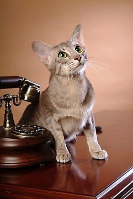 포토 JPG 동물 척추동물 한마리 육지동물 포유류 실내 사람없음 반려동물 고양이 전화기 오브젝트 통화 동물라이프 반려 반려묘 아비시니안 국내포토 1 라이프스타일 모션 내부 파일형식