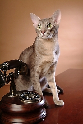 포토 JPG 동물 척추동물 한마리 육지동물 포유류 실내 사람없음 반려동물 고양이 전화기 오브젝트 통화 동물라이프 반려 반려묘 아비시니안 국내포토 1 라이프스타일 모션 내부 파일형식