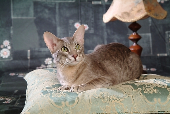 포토 JPG 동물 척추동물 한마리 육지동물 쿠션 포유류 조명 실내 방석 사람없음 반려동물 고양이 스탠드 오브젝트 동물라이프 반려 반려묘 아비시니안 국내포토 1 라이프스타일 내부 파일형식