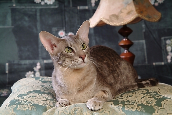 포토 JPG 동물 척추동물 한마리 육지동물 쿠션 포유류 조명 실내 방석 사람없음 반려동물 고양이 스탠드 오브젝트 동물라이프 반려 반려묘 아비시니안 국내포토 1 라이프스타일 내부 파일형식