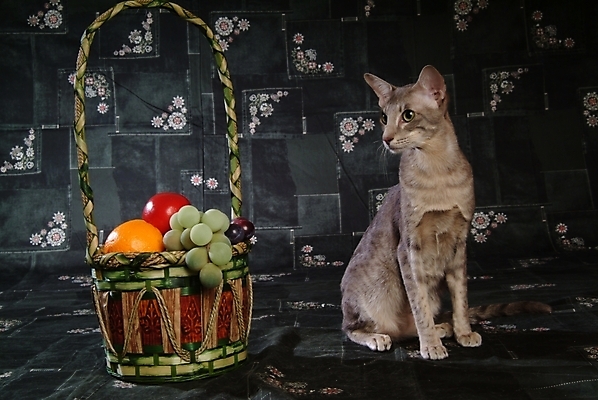 포토 JPG 동물 척추동물 한마리 육지동물 토마토 채소 오렌지 과일 포유류 포도 실내 사람없음 반려동물 바구니 고양이 오브젝트 청포도 과일바구니 동물라이프 반려 반려묘 아비시니안 국내포토 1 라이프스타일 내부 파일형식