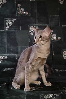 포토 JPG 동물 척추동물 한마리 육지동물 포유류 실내 사람없음 반려동물 고양이 동물라이프 반려 반려묘 아비시니안 국내포토 1 라이프스타일 내부 파일형식