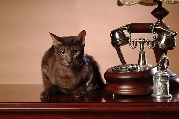 포토 JPG 동물 척추동물 한마리 육지동물 포유류 실내 사람없음 반려동물 고양이 전화기 오브젝트 통화 동물라이프 반려 반려묘 아비시니안 국내포토 1 라이프스타일 모션 내부 파일형식