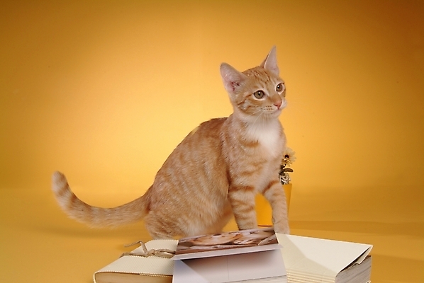 포토 JPG 스튜디오촬영 식물 동물 척추동물 한마리 육지동물 꽃 포유류 사람없음 책 반려동물 고양이 반려 아메리칸숏헤어 반려묘 국내포토 1 실내 파일형식