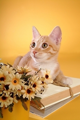 포토 JPG 스튜디오촬영 식물 동물 척추동물 한마리 육지동물 꽃 화분 포유류 사람없음 책 반려동물 고양이 반려 아메리칸숏헤어 반려묘 국내포토 1 실내 파일형식