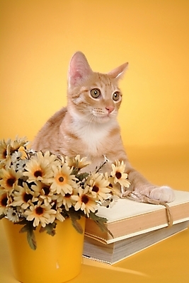 포토 JPG 스튜디오촬영 식물 동물 척추동물 한마리 육지동물 꽃 화분 포유류 사람없음 책 반려동물 고양이 반려 아메리칸숏헤어 반려묘 국내포토 1 실내 파일형식