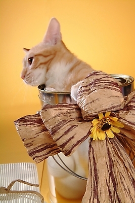 포토 JPG 스튜디오촬영 식물 동물 척추동물 한마리 육지동물 꽃 포유류 사람없음 장식 책 반려동물 고양이 페인트통 반려 아메리칸숏헤어 반려묘 국내포토 1 실내 통 페인트 파일형식