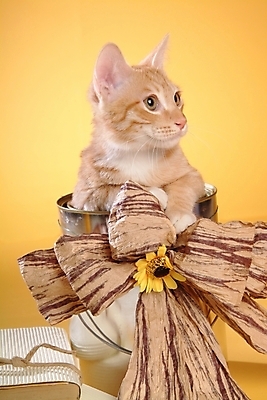 포토 JPG 스튜디오촬영 식물 동물 척추동물 한마리 육지동물 꽃 포유류 사람없음 장식 책 반려동물 고양이 페인트통 반려 아메리칸숏헤어 반려묘 국내포토 1 실내 통 페인트 파일형식