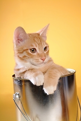 포토 JPG 스튜디오촬영 동물 척추동물 한마리 육지동물 포유류 사람없음 반려동물 고양이 페인트통 반려 아메리칸숏헤어 반려묘 국내포토 1 실내 통 페인트 파일형식