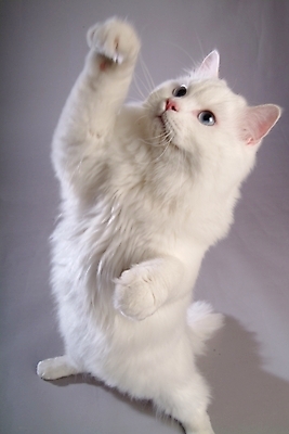 포토 JPG 스튜디오촬영 동물 척추동물 한마리 육지동물 포유류 사람없음 반려동물 고양이 터키시앙고라 반려 반려묘 국내포토 1 실내 파일형식