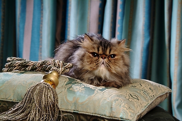 포토 JPG 동물 척추동물 한마리 육지동물 쿠션 포유류 실내 방석 사람없음 반려동물 고양이 오브젝트 동물라이프 반려 페르시안 반려묘 국내포토 1 라이프스타일 내부 파일형식