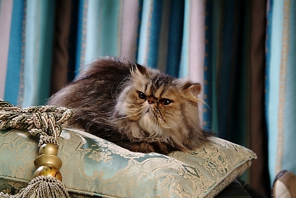 포토 JPG 동물 척추동물 한마리 육지동물 쿠션 포유류 실내 방석 사람없음 반려동물 고양이 오브젝트 동물라이프 반려 페르시안 반려묘 국내포토 1 라이프스타일 내부 파일형식