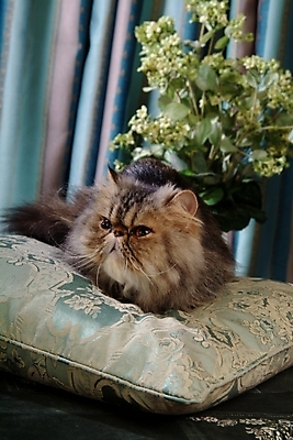 포토 JPG 동물 척추동물 한마리 육지동물 쿠션 포유류 실내 방석 사람없음 반려동물 고양이 오브젝트 동물라이프 반려 페르시안 반려묘 국내포토 1 라이프스타일 내부 파일형식