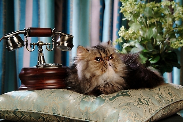 포토 JPG 동물 척추동물 한마리 육지동물 쿠션 포유류 실내 방석 사람없음 반려동물 고양이 전화기 오브젝트 통화 동물라이프 반려 페르시안 반려묘 국내포토 1 라이프스타일 모션 내부 파일형식