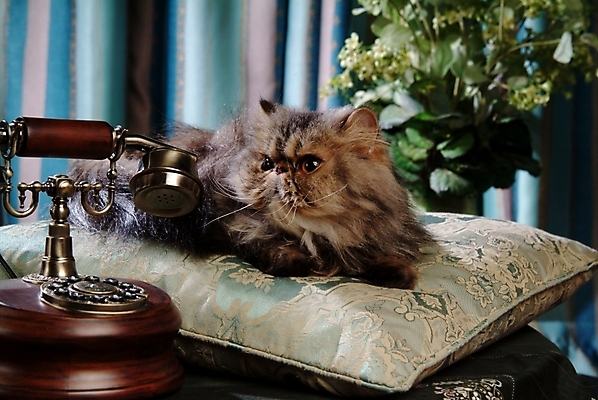 포토 JPG 동물 척추동물 한마리 육지동물 쿠션 포유류 실내 방석 사람없음 반려동물 고양이 전화기 오브젝트 통화 동물라이프 반려 페르시안 반려묘 국내포토 1 라이프스타일 모션 내부 파일형식