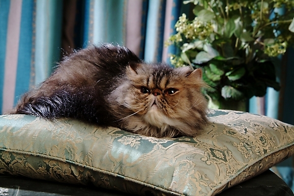 포토 JPG 식물 동물 척추동물 한마리 육지동물 쿠션 포유류 실내 방석 사람없음 반려동물 고양이 오브젝트 동물라이프 반려 페르시안 반려묘 국내포토 1 라이프스타일 내부 파일형식