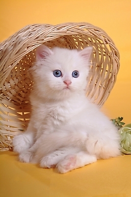 포토 JPG 스튜디오촬영 동물 척추동물 한마리 육지동물 포유류 사람없음 반려동물 바구니 고양이 오브젝트 반려 페르시안 반려묘 국내포토 1 실내 파일형식