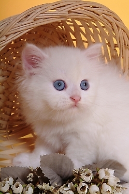 포토 JPG 스튜디오촬영 식물 동물 척추동물 한마리 육지동물 꽃 꽃다발 포유류 사람없음 반려동물 바구니 고양이 오브젝트 반려 페르시안 반려묘 국내포토 1 실내 파일형식