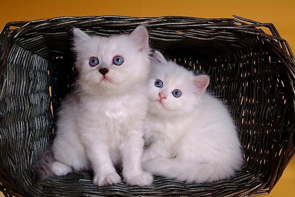 포토 JPG 스튜디오촬영 동물 척추동물 육지동물 두마리 포유류 사람없음 반려동물 바구니 고양이 오브젝트 반려 페르시안 반려묘 국내포토 2 실내 파일형식