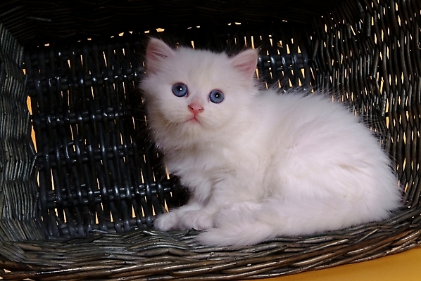 포토 JPG 스튜디오촬영 동물 척추동물 한마리 육지동물 포유류 사람없음 반려동물 바구니 고양이 오브젝트 반려 페르시안 반려묘 국내포토 1 실내 파일형식