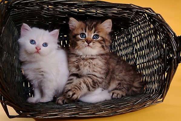 포토 JPG 스튜디오촬영 동물 척추동물 육지동물 두마리 포유류 사람없음 반려동물 바구니 고양이 오브젝트 반려 페르시안 반려묘 국내포토 2 실내 파일형식