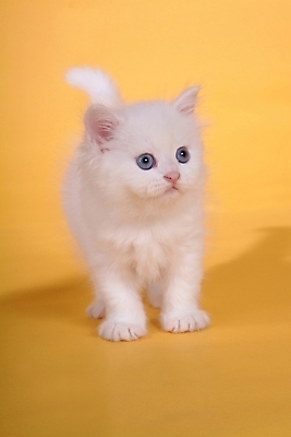 포토 JPG 스튜디오촬영 동물 척추동물 한마리 육지동물 포유류 사람없음 반려동물 고양이 반려 페르시안 반려묘 국내포토 1 실내 파일형식