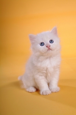 포토 JPG 스튜디오촬영 동물 척추동물 한마리 육지동물 포유류 사람없음 반려동물 고양이 반려 페르시안 반려묘 국내포토 1 실내 파일형식