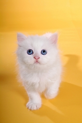 포토 JPG 스튜디오촬영 동물 척추동물 한마리 육지동물 포유류 사람없음 반려동물 고양이 반려 페르시안 반려묘 국내포토 1 실내 파일형식