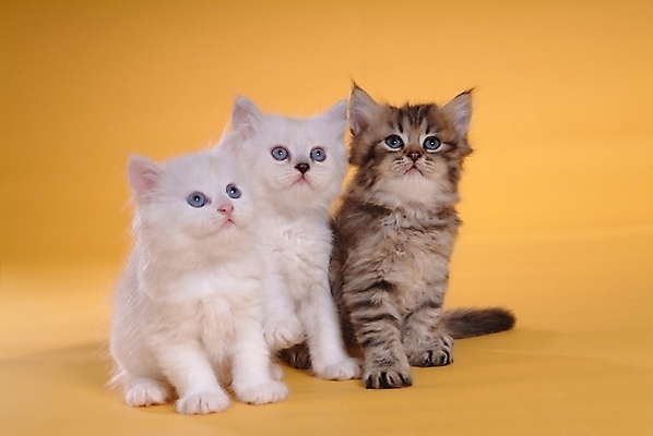 포토 JPG 스튜디오촬영 동물 척추동물 육지동물 포유류 세마리 사람없음 반려동물 고양이 반려 페르시안 반려묘 국내포토 실내 3 파일형식