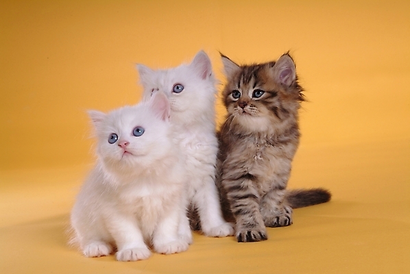 포토 JPG 스튜디오촬영 동물 척추동물 육지동물 포유류 세마리 사람없음 반려동물 고양이 반려 페르시안 반려묘 국내포토 실내 3 파일형식