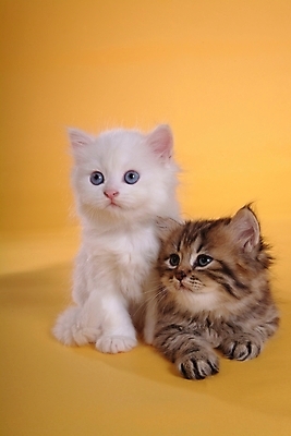 포토 JPG 스튜디오촬영 동물 척추동물 육지동물 두마리 포유류 사람없음 반려동물 고양이 반려 페르시안 반려묘 국내포토 2 실내 파일형식