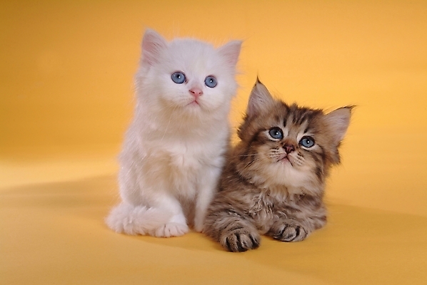 포토 JPG 스튜디오촬영 동물 척추동물 육지동물 두마리 포유류 사람없음 반려동물 고양이 반려 페르시안 반려묘 국내포토 2 실내 파일형식