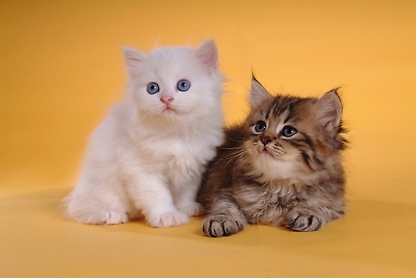 포토 JPG 스튜디오촬영 동물 척추동물 육지동물 두마리 포유류 사람없음 반려동물 고양이 반려 페르시안 반려묘 국내포토 2 실내 파일형식