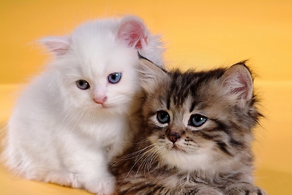 포토 JPG 스튜디오촬영 동물 척추동물 육지동물 두마리 포유류 사람없음 반려동물 고양이 반려 페르시안 반려묘 국내포토 2 실내 파일형식