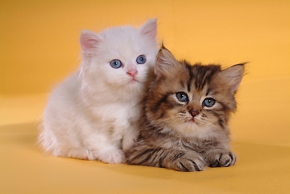 포토 JPG 스튜디오촬영 동물 척추동물 육지동물 두마리 포유류 사람없음 반려동물 고양이 반려 페르시안 반려묘 국내포토 2 실내 파일형식