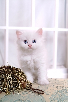 포토 JPG 동물 척추동물 한마리 육지동물 쿠션 포유류 실내 방석 사람없음 반려동물 고양이 오브젝트 동물라이프 반려 페르시안 반려묘 국내포토 1 라이프스타일 내부 파일형식